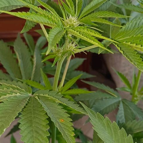 Brucy growlog timeline photo