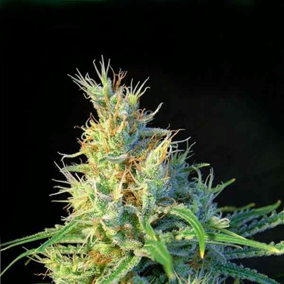 Pagla growlog header