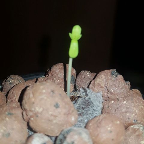 Gelat OG growlog photo: It has started leafing now. Removed from darkness and shifted to hydro chamber. Light on at a 20/4 Schedule. Ro water with greenhouse grow nutrient set at 200 ppm.