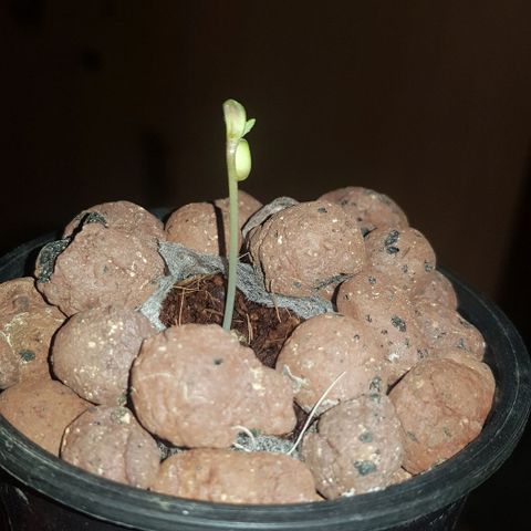 Gelat OG growlog photo: It has started leafing now. Removed from darkness and shifted to hydro chamber. Light on at a 20/4 Schedule. Ro water with greenhouse grow nutrient set at 200 ppm.