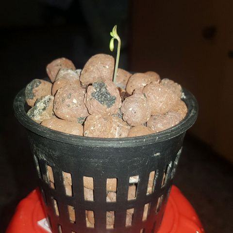 Gelat OG growlog photo: It has started leafing now. Removed from darkness and shifted to hydro chamber. Light on at a 20/4 Schedule. Ro water with greenhouse grow nutrient set at 200 ppm.