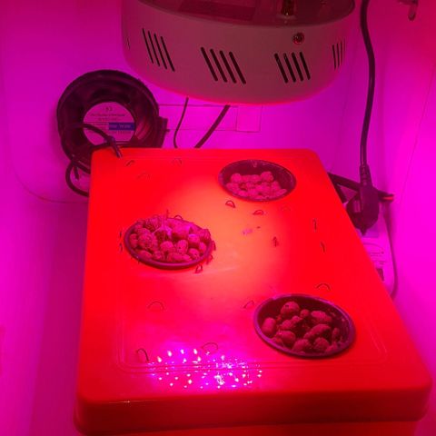 Gelat OG growlog photo: It has started leafing now. Removed from darkness and shifted to hydro chamber. Light on at a 20/4 Schedule. Ro water with greenhouse grow nutrient set at 200 ppm.