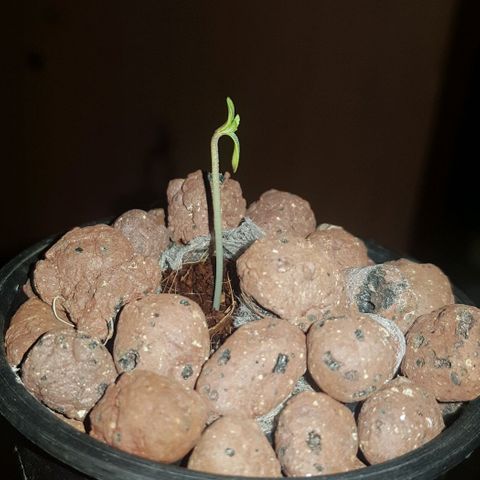 Gelat OG growlog photo: It has started leafing now. Removed from darkness and shifted to hydro chamber. Light on at a 20/4 Schedule. Ro water with greenhouse grow nutrient set at 200 ppm.
