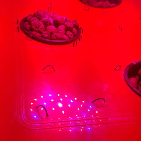 Gelat OG growlog photo: It has started leafing now. Removed from darkness and shifted to hydro chamber. Light on at a 20/4 Schedule. Ro water with greenhouse grow nutrient set at 200 ppm.