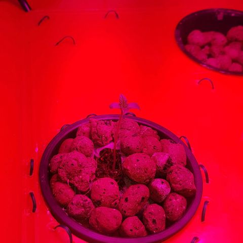 Gelat OG growlog timeline photo