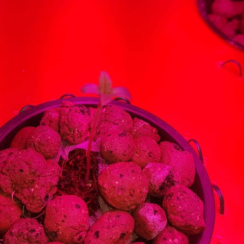 Gelat OG growlog timeline photo