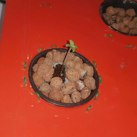Gelat OG growlog timeline photo