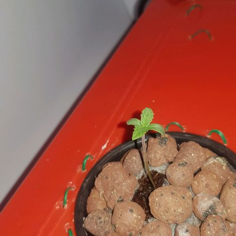 Gelat OG growlog timeline photo