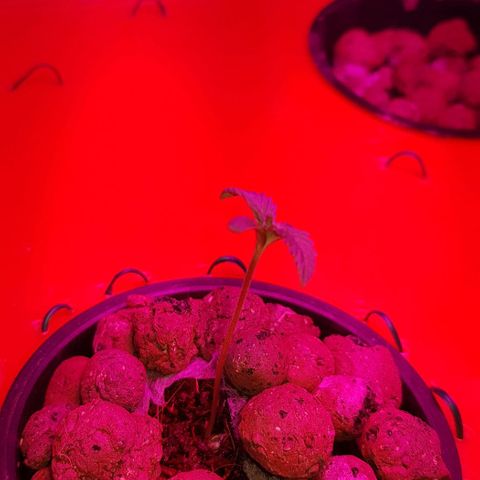 Gelat OG growlog timeline photo