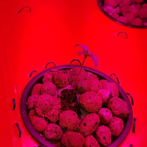 Gelat OG growlog timeline photo