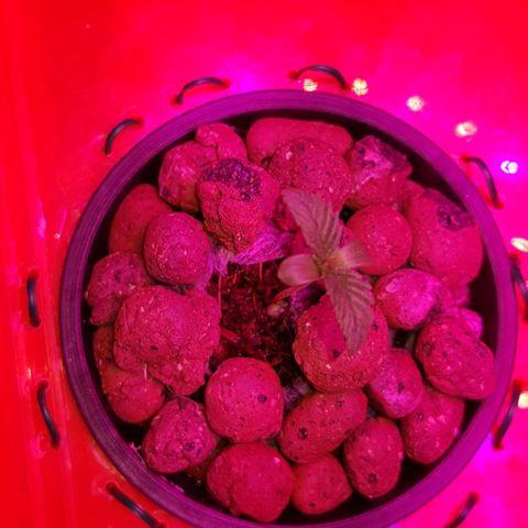 Gelat OG growlog timeline photo