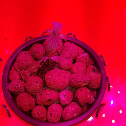 Gelat OG growlog timeline photo