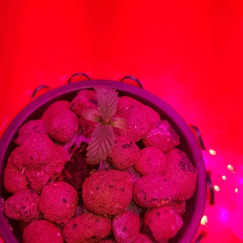Gelat OG growlog timeline photo