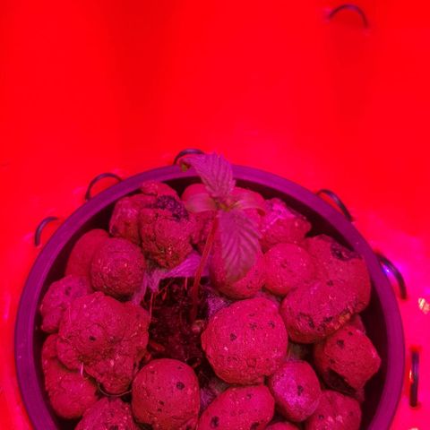 Gelat OG growlog timeline photo
