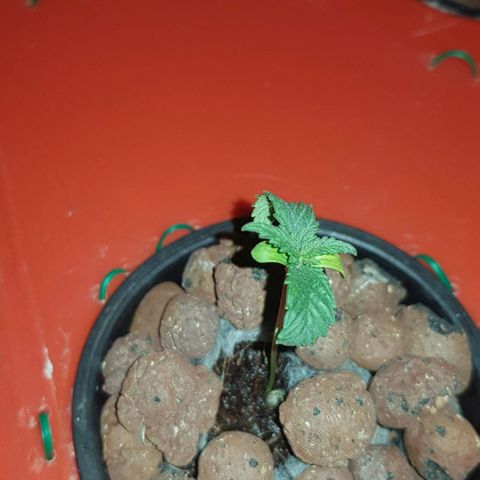 Gelat OG growlog timeline photo
