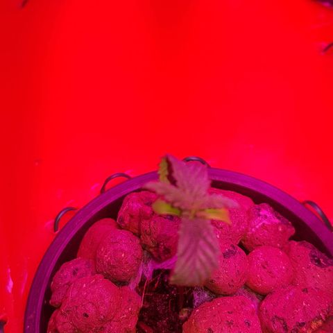 Gelat OG growlog timeline photo