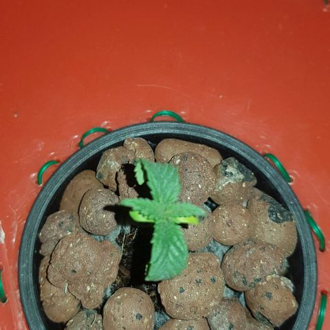 Gelat OG growlog timeline photo