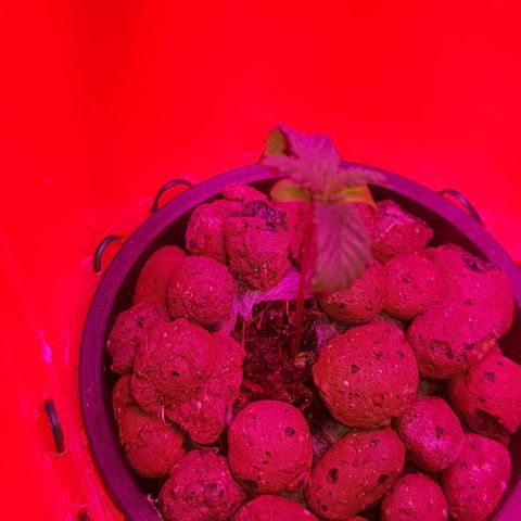 Gelat OG growlog timeline photo