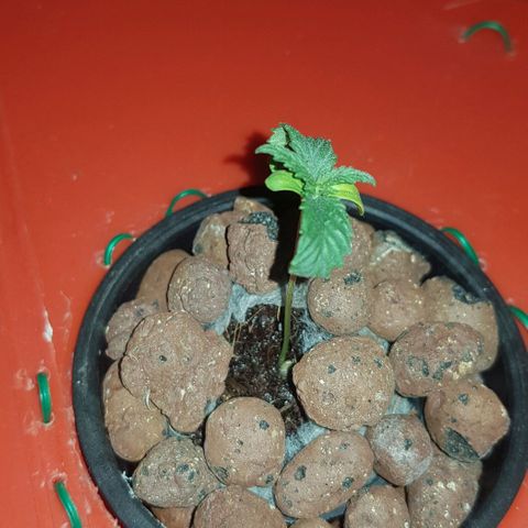 Gelat OG growlog timeline photo