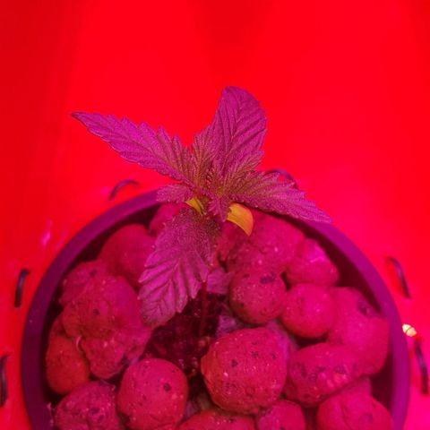 Gelat OG growlog timeline photo