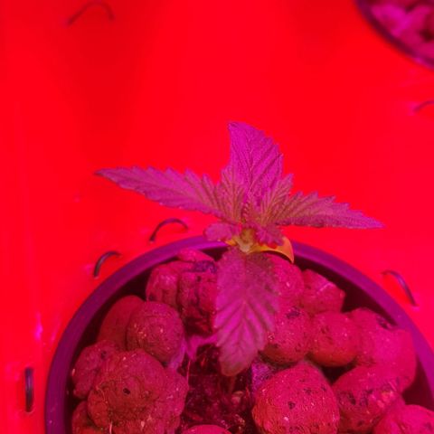 Gelat OG growlog timeline photo