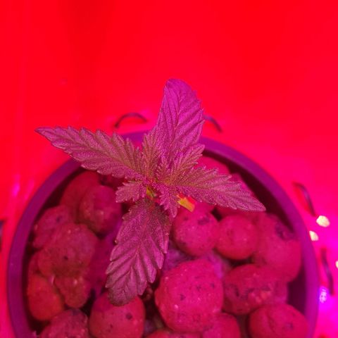 Gelat OG growlog timeline photo
