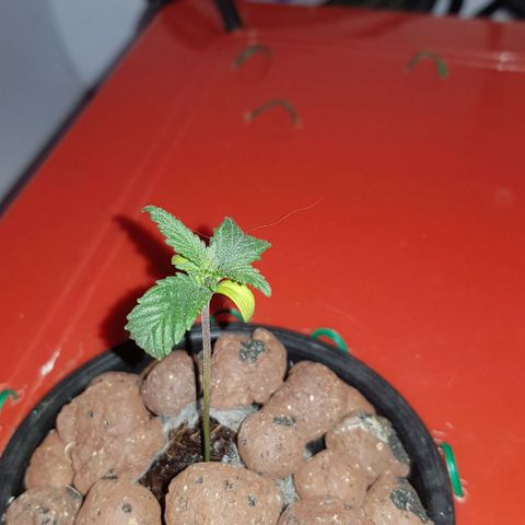 Gelat OG growlog timeline photo