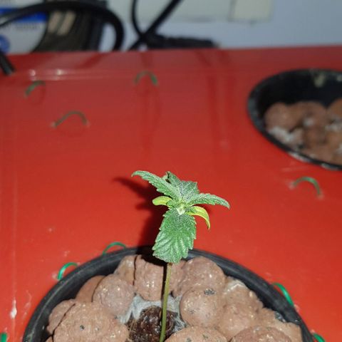 Gelat OG growlog timeline photo