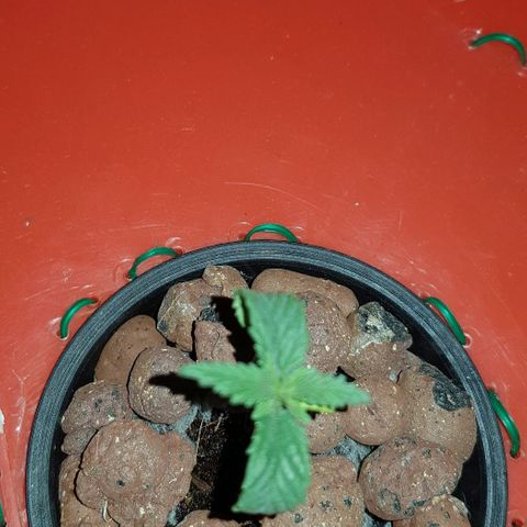 Gelat OG growlog timeline photo