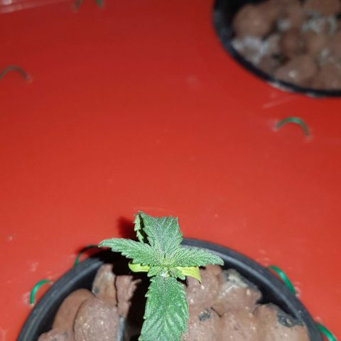 Gelat OG growlog timeline photo