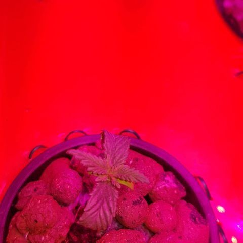 Gelat OG growlog timeline photo