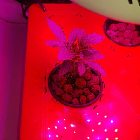 Gelat OG growlog timeline photo