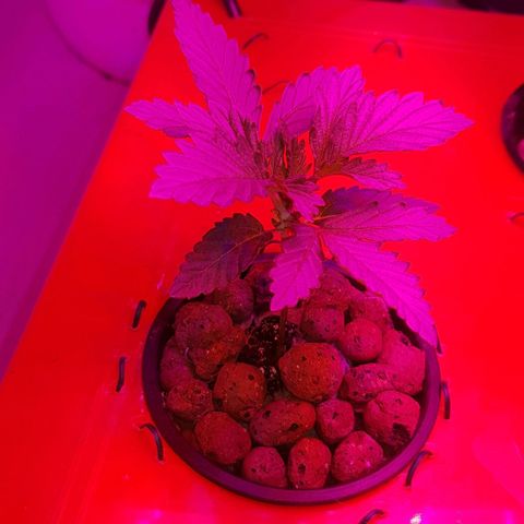 Gelat OG growlog timeline photo