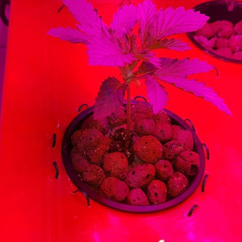 Gelat OG growlog timeline photo