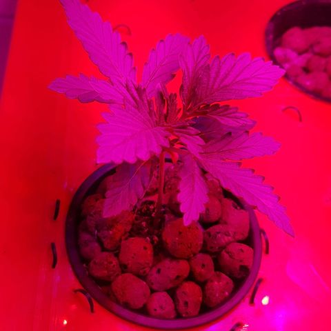 Gelat OG growlog timeline photo