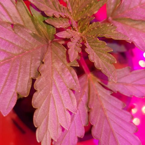Gelat OG growlog timeline photo