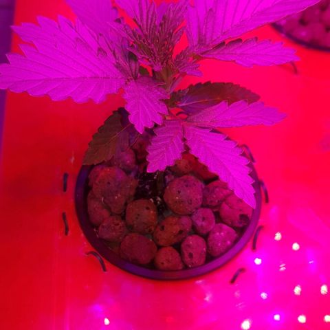 Gelat OG growlog timeline photo