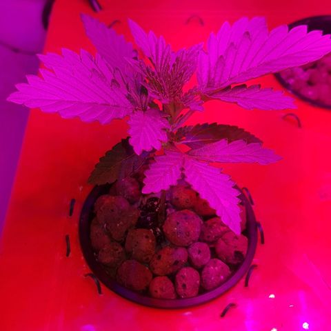 Gelat OG growlog timeline photo