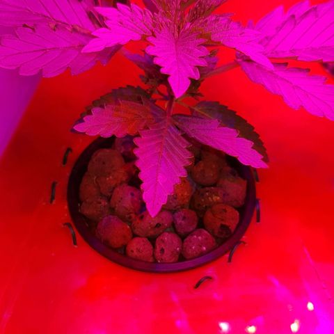 Gelat OG growlog photo: Healthy grow
