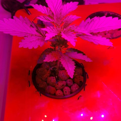 Gelat OG growlog photo: Healthy grow