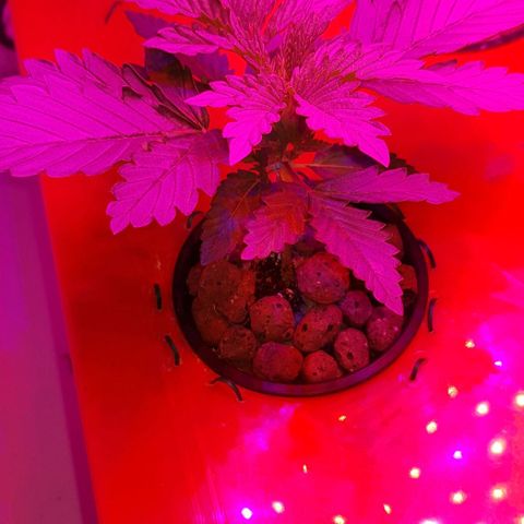 Gelat OG growlog photo: Healthy grow