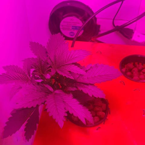 Gelat OG growlog timeline photo
