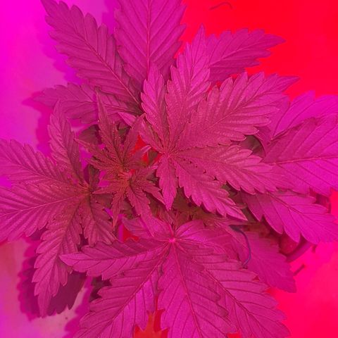 Gelat OG growlog timeline photo