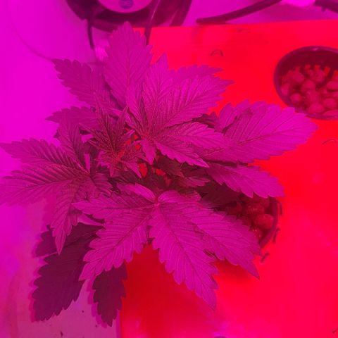 Gelat OG growlog timeline photo