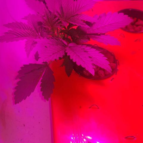 Gelat OG growlog timeline photo