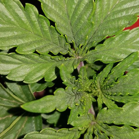 Gelat OG growlog timeline photo