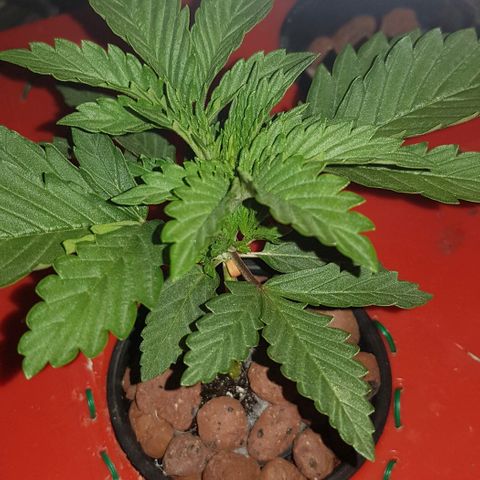 Gelat OG growlog timeline photo
