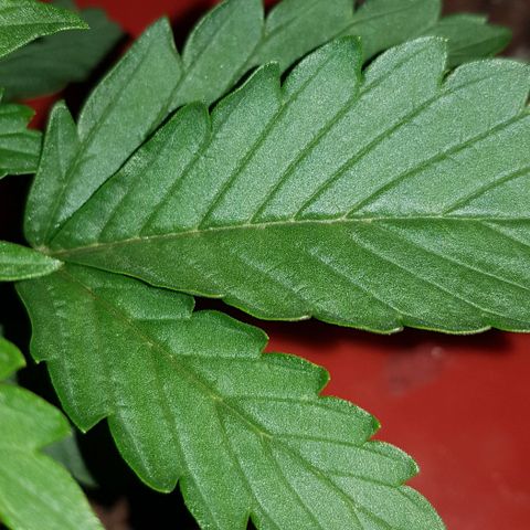 Gelat OG growlog timeline photo