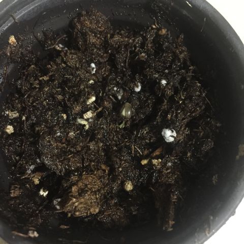 Wedding cake growlog timeline photo