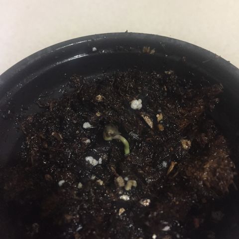 Wedding cake growlog timeline photo